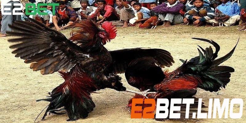 Bật mí một số mẹo chơi đá gà hay